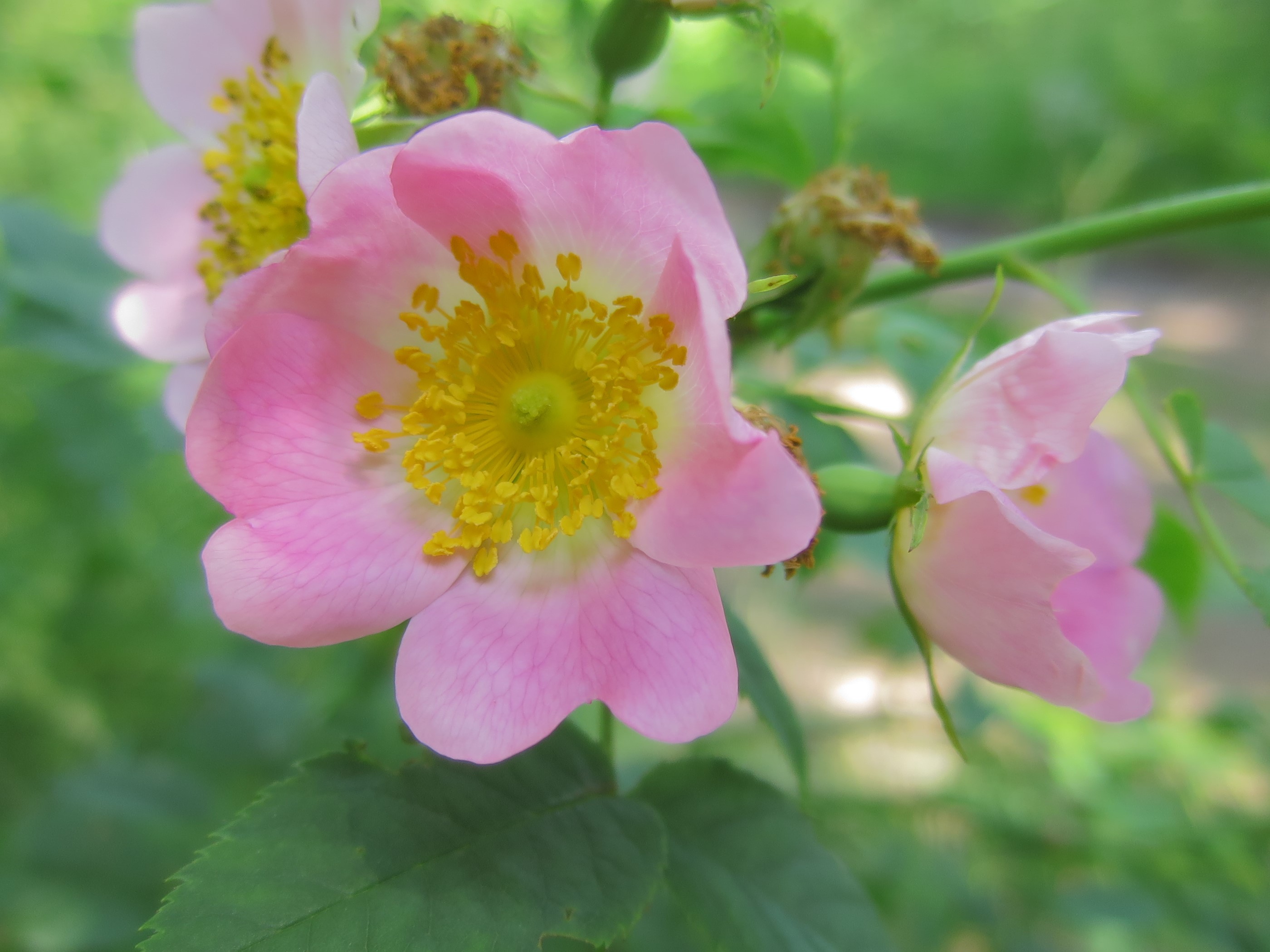 Wild rose 2